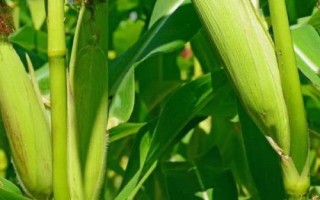 海青玉998玉米種子特征特性，適宜密度為4500株/畝左右
