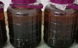 黃腰胡蜂能不能泡酒,可以泡酒但浸泡時(shí)間不能過(guò)長(zhǎng)