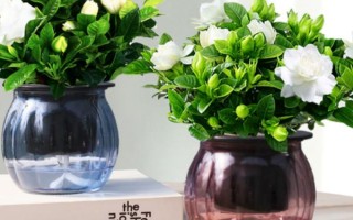梔子花水培生根后如何移植，移植后澆水時(shí)加入少許壯根粉
