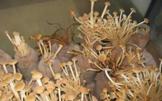 金針菇基腐病怎么防治，發(fā)現(xiàn)病菇要立即清除
