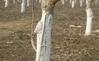 梨樹(shù)開(kāi)花時(shí)節(jié)的管理方法，花期噴硼能提高梨樹(shù)的坐果率