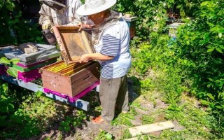 冬天如何對(duì)蜜蜂飼喂糖水，在飼喂器中添加糖漿再放入蜂箱中即可