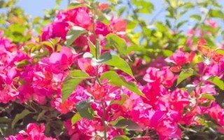 三角梅夏天怎么養(yǎng)開(kāi)花多，保證光照充足是關(guān)鍵