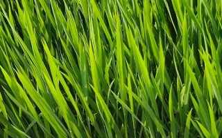 農(nóng)蓮5205水稻種子特點，該品種主莖11片葉