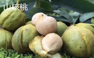 山核桃和核桃的區(qū)別，生長環(huán)境和產(chǎn)地均不同