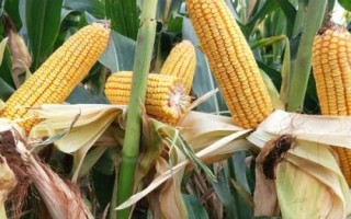 H618玉米種子特征特性，密度4000株/畝左右