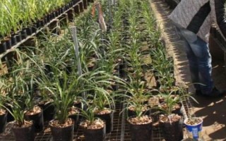種植一畝蘭花的成本，大約需要5.5萬元