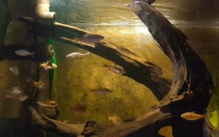 魚能吃什么，不同種類的魚吃的東西不同