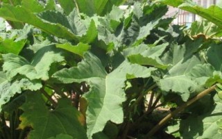 大黃是什么植物，是大黃屬多年生草本植物的統(tǒng)稱