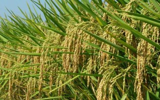 會粳8號水稻種子簡介，全生育期175天左右