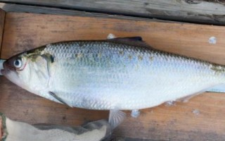 鰣魚的價(jià)格，一斤需要50-200元左右