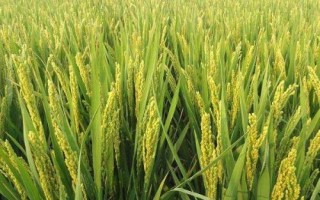 桃秀優(yōu)169水稻品種簡介，全生育期114.5天