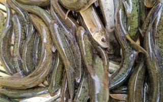 細(xì)甲魚的產(chǎn)地，遼寧、陜西、安徽等省份均有產(chǎn)出
