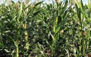 宣瑞6號（試驗名稱：宣瑞6號）玉米種簡介，區(qū)試平均生育期128天