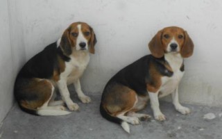 比格犬吃什么狗糧，專業(yè)的狗糧最為合適