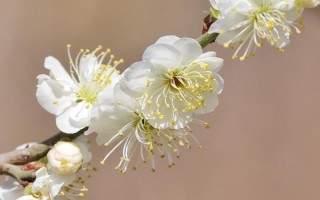 哪些花卉在正月開放，有梅花、水仙花、蟹爪蘭等品種