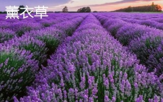 薰衣草和馬鞭草的區(qū)別，薰衣草的花序呈輪傘狀