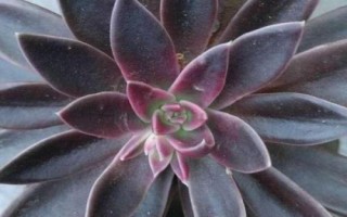 多肉植物景天科擬石蓮花屬有哪些，常見(jiàn)以下9種