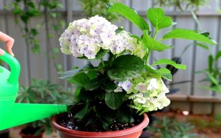 如何讓繡球花多開花，將溫度保持在20℃可促進花朵開放