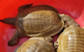 水魚吃什么食物，可喂食蛤蜊、小蝦、蝌蚪等