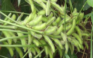 道秋39大豆種子特征特性，6月20日前播種