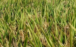 平安粳稻6號水稻種子特點，生育期間注意稻瘟病的防治