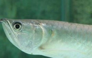 銀龍魚不吃東西的原因，可能是不適應(yīng)新環(huán)境或水溫過低等