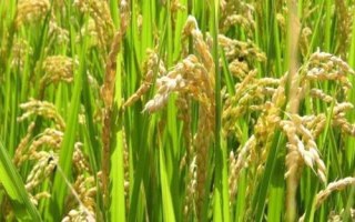 全兩優(yōu)鄂豐絲苗水稻品種簡介，生育期132.2天
