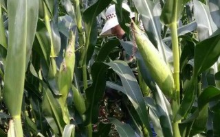 DF636玉米種子特征特性，全生育期灌水3-4次