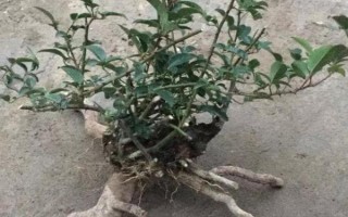 金櫻子盆栽能結(jié)果嗎,是可以結(jié)果的