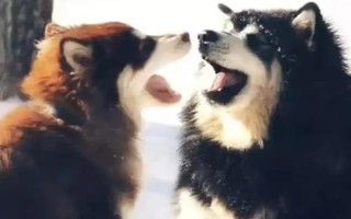 阿拉斯加雪橇犬的訓(xùn)練方法，使用特定語(yǔ)氣加上手勢(shì)動(dòng)作可讓它聽話