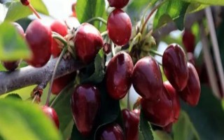車?yán)遄拥姆N植環(huán)境介紹，可以在每年4-5月份進(jìn)行種植