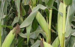 白甜1號玉米種子特征特性，適宜播期4月下旬至6月中旬