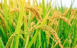 乾兩優(yōu)馥香占水稻種子特點，中稻4月中旬至5月中旬播種