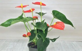 夏季怎么對(duì)紅掌澆水，每天均可澆一次