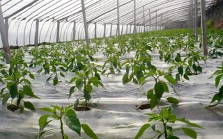 夏季蔬菜育苗要注意什么，及時(shí)分苗間苗可讓秧苗更粗壯