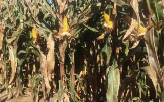 天翊16玉米品種簡(jiǎn)介，適宜播種期4月下旬—5月上旬