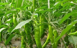 辣椒細菌斑點病，主要為害葉片