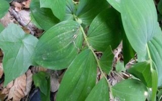 常見的玉竹病害怎么防治，需根據(jù)實際情況采取不同措施