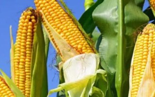 廣良甜402玉米品種簡(jiǎn)介，春植生育期73天