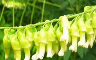 承包土地種哪些作物能賺錢，當(dāng)前種植沙棘、越桔等果樹很有市場前景