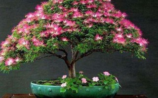 怎么養(yǎng)合歡花，在生長期間應(yīng)該保證有足夠的光照