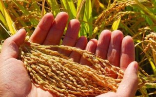 巨基11號水稻種子特征特性，該品種主莖12片葉