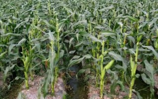 英玉828玉米種子介紹，適宜密度為5000株/畝左右