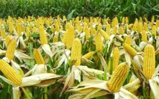 北玉311（試驗(yàn)名稱：北玉311）玉米種簡(jiǎn)介，高抗穗腐病