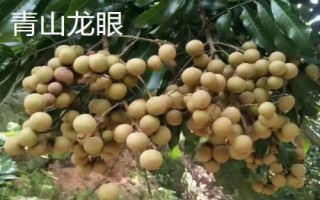 福建省福州市的水果特產有哪些，包括青山龍眼、一都枇杷、福州橄欖等種類
