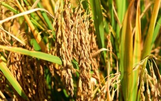 東北水稻什么時(shí)候種植，在4月中上旬進(jìn)行