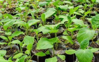 茄子有哪些病蟲害，常見的有褐紋病、疫病、炭疽病等