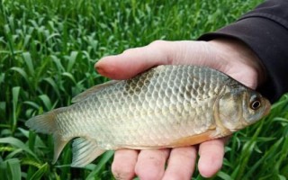 2號伊豆鉤適釣魚種，可釣獲鯽魚、白條、羅非魚等品種
