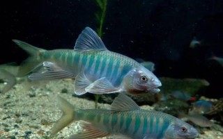 馬口魚的生活環(huán)境，常棲息在山澗溪流中